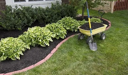 Bushes with Fresh Soil